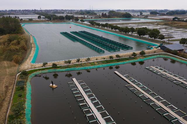 11月19日拍摄的织里镇恒鑫水产养殖专业合作社的湖蟹养殖基地(无人