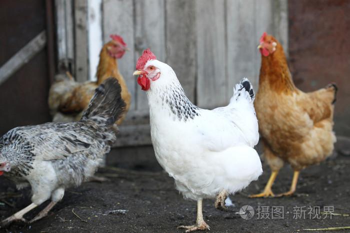 母鸡,家禽农场照片-正版商用图片0pasfs-摄图新视界